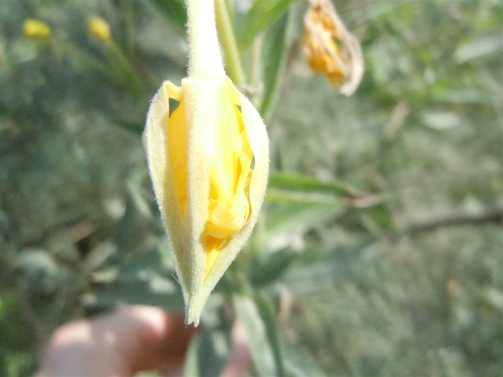 Oenothera sp. (Myrtales - Onagraceae)